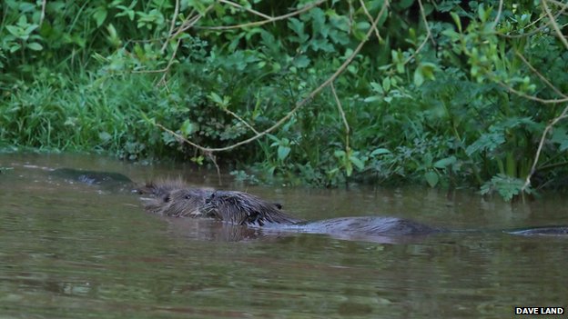 _80576979_beaversonriverotterdaveland.jpg