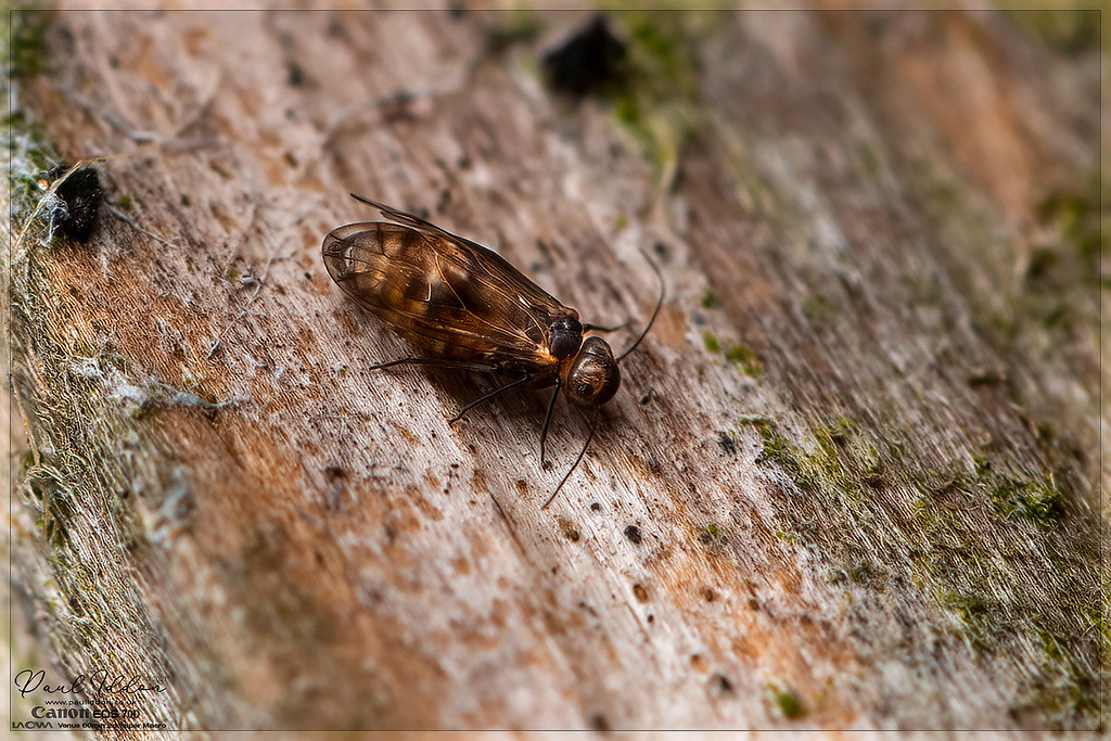 nightiebarkfly_4k_1800-XL.jpg