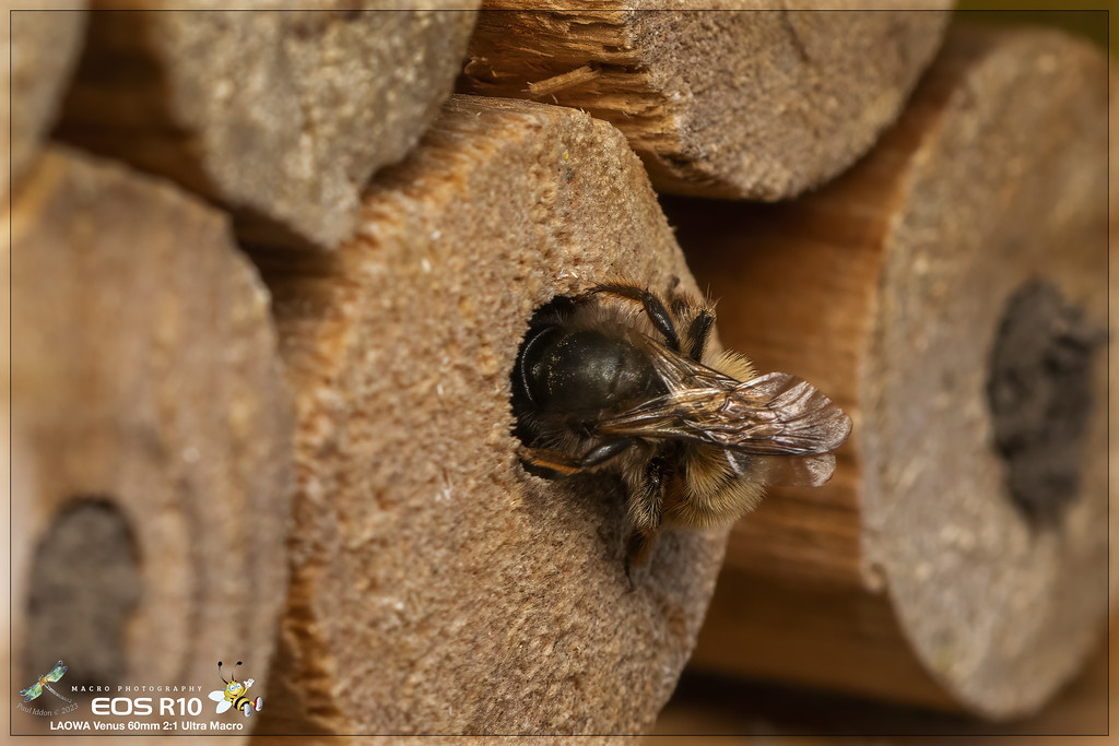 Red_Mason_Bee_d-XL.jpg