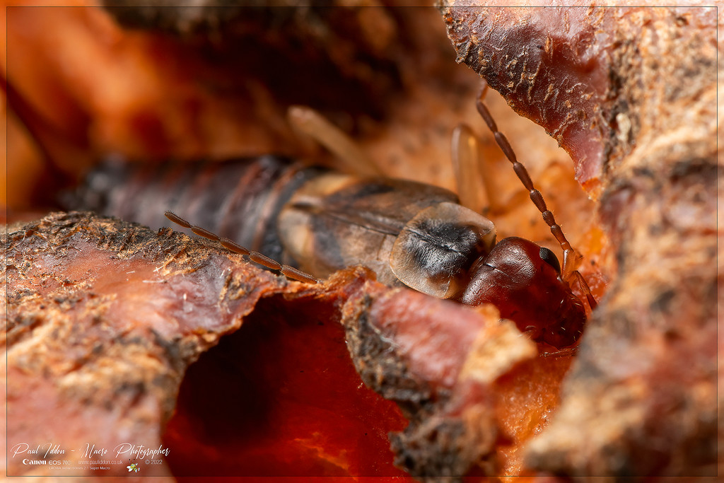 earwig_b_4k_1800-XL.jpg