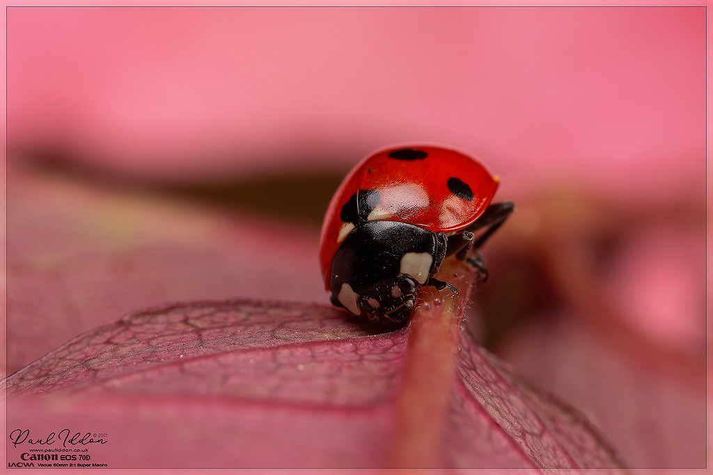 leaf_lady08_4k_1800-XL.jpg