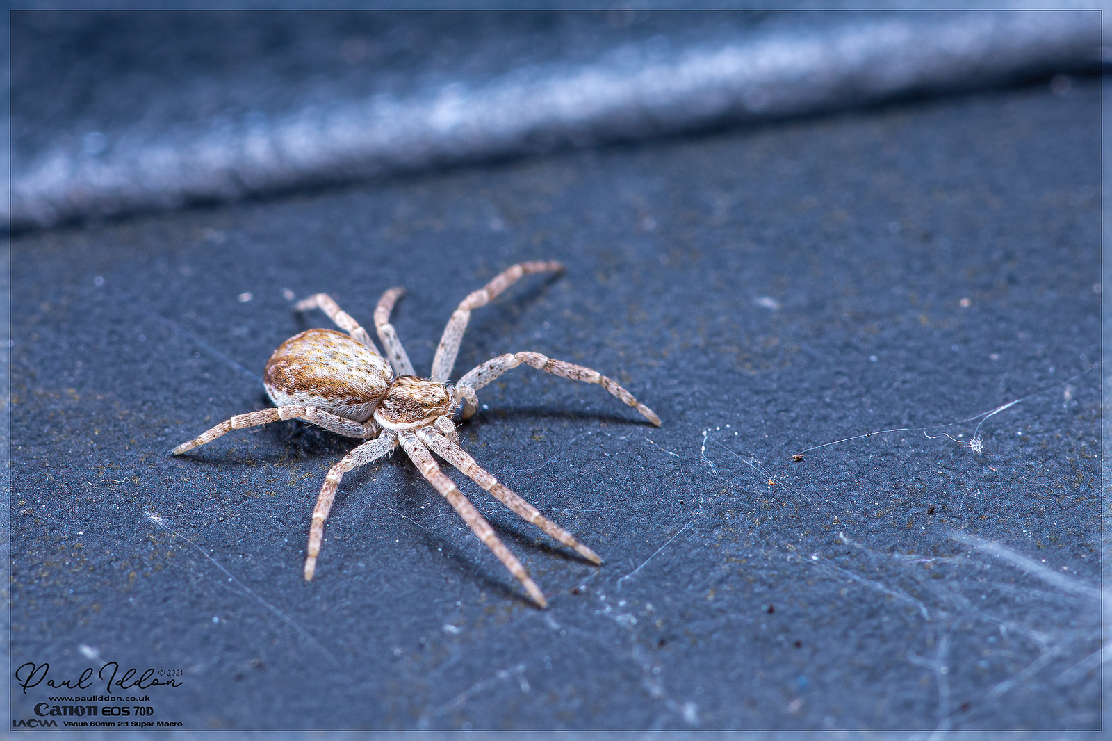 crabbyspider1_4k_1800PNG-X3.png