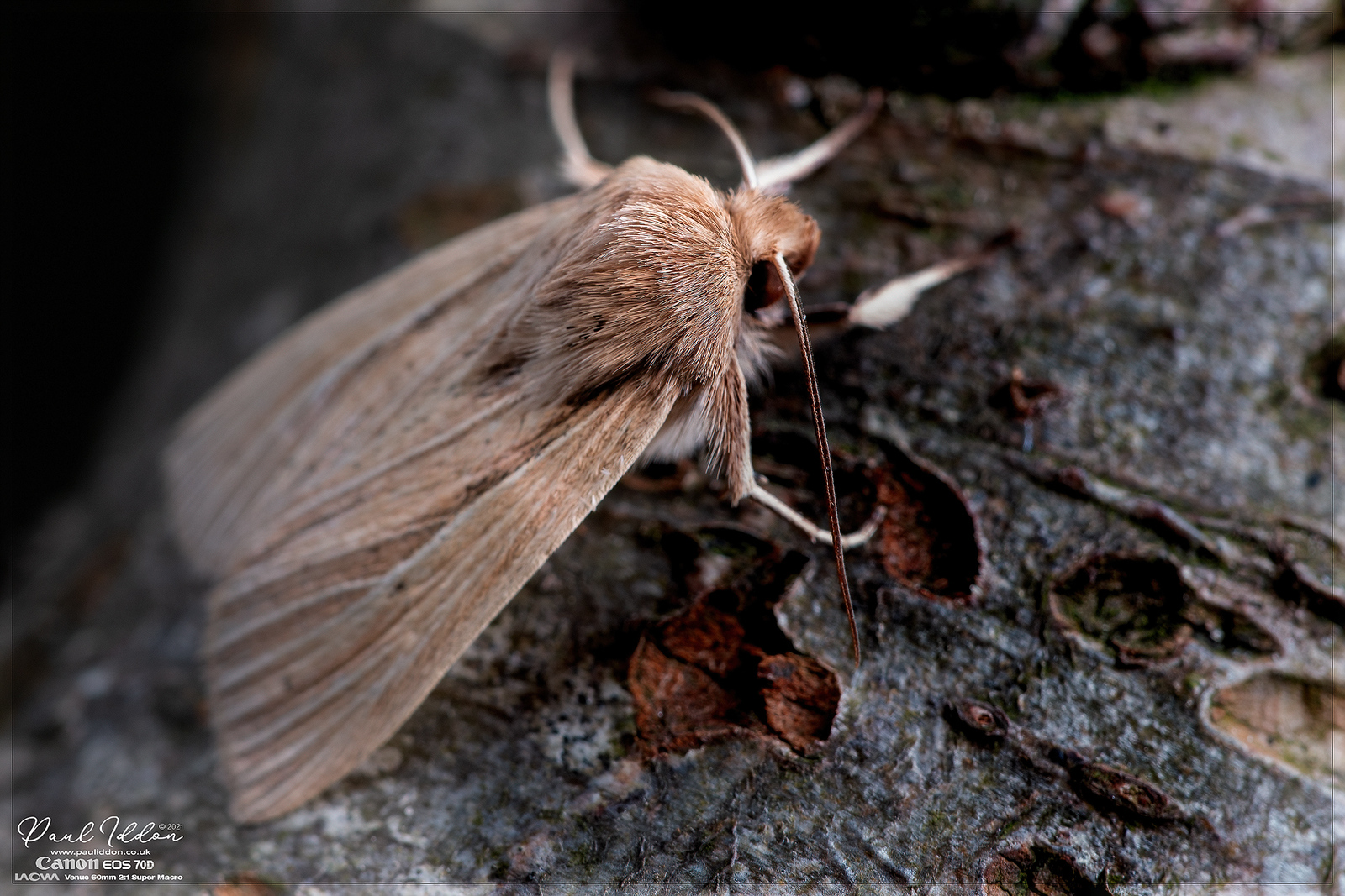 wainscot03_4k_1800-X3.jpg