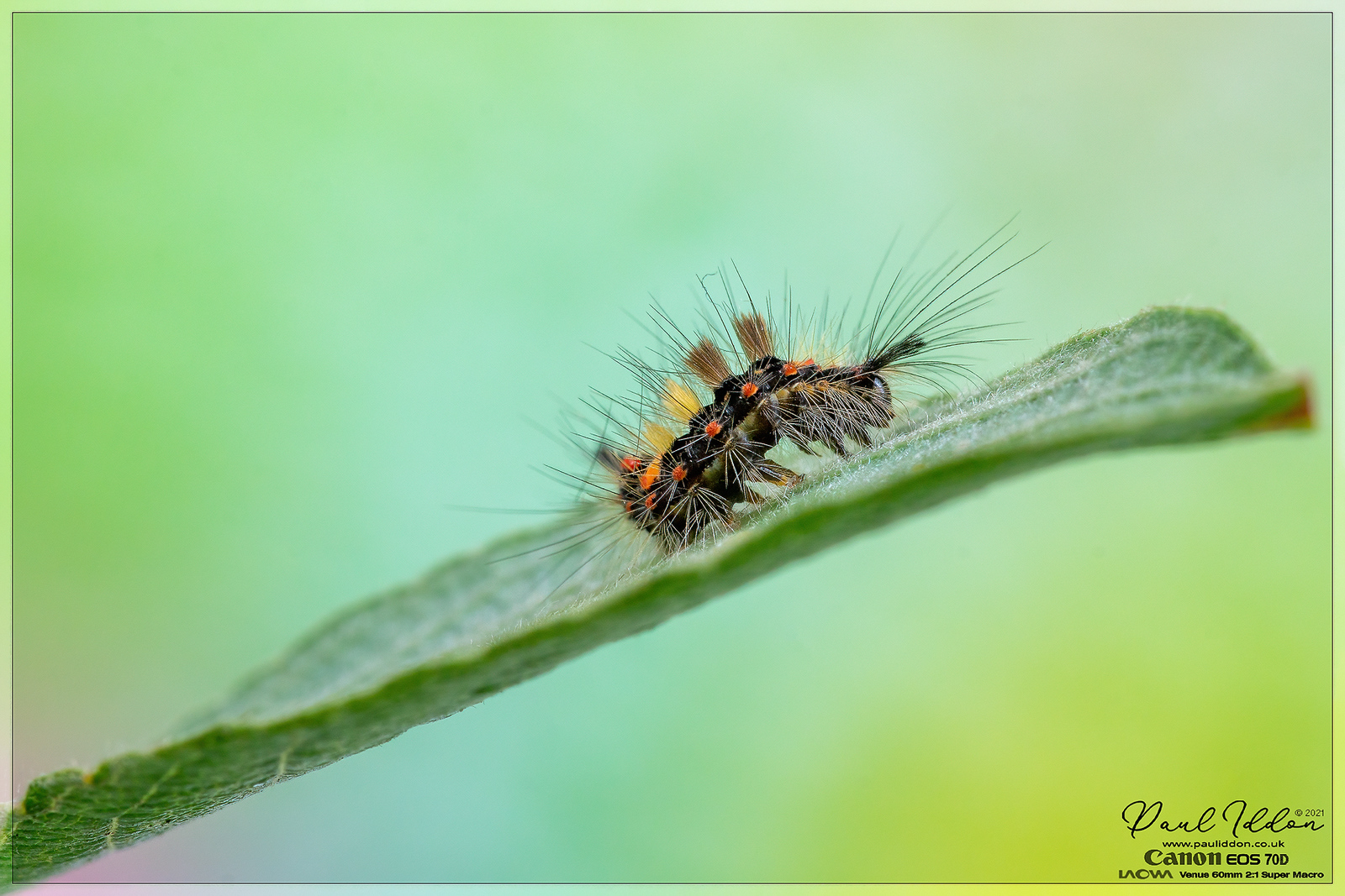 salixcat2_4k_1800-X3.jpg