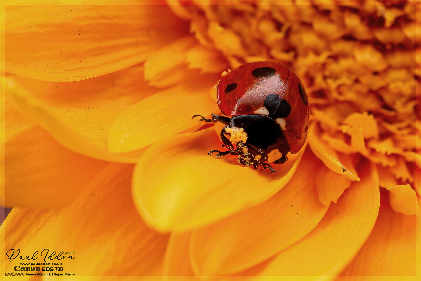 LB_Gerbera2_1400.jpg