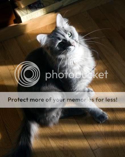 smallcat.jpg