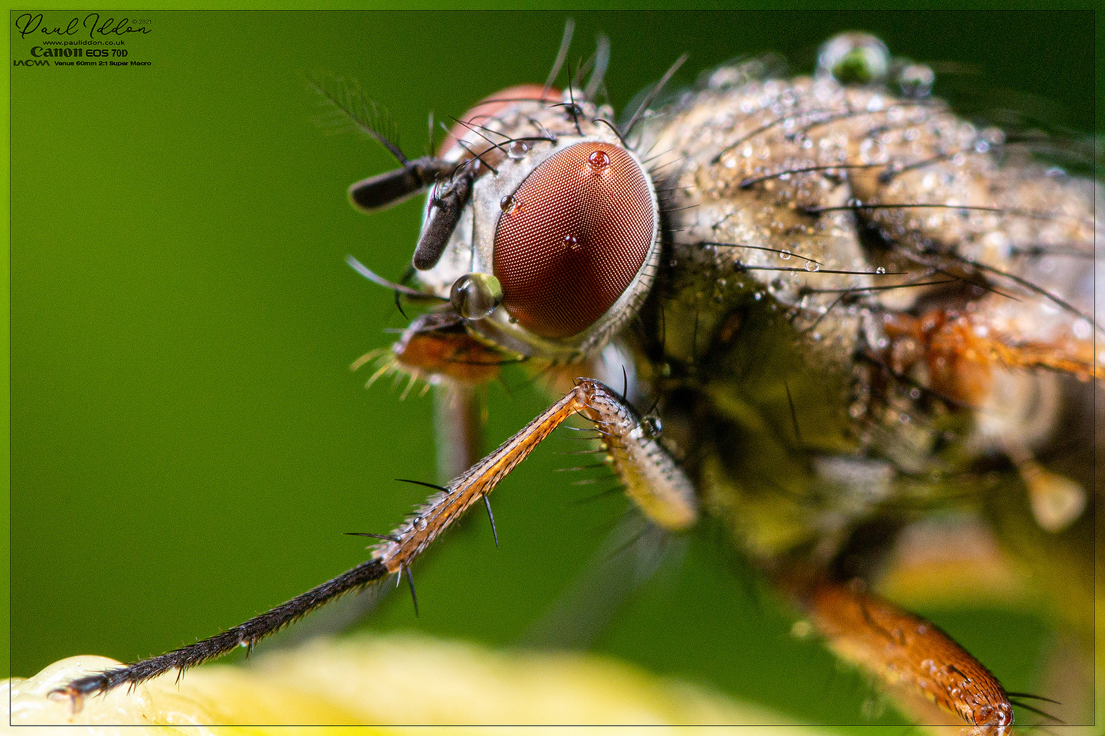 wetfly07_4k_1800-X3.jpg
