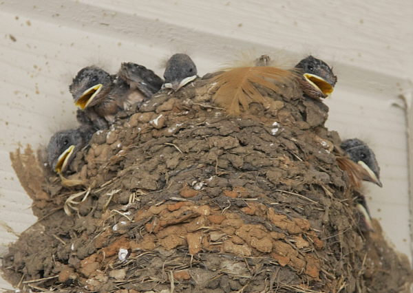 Barn_Swallows_F17437B.jpg