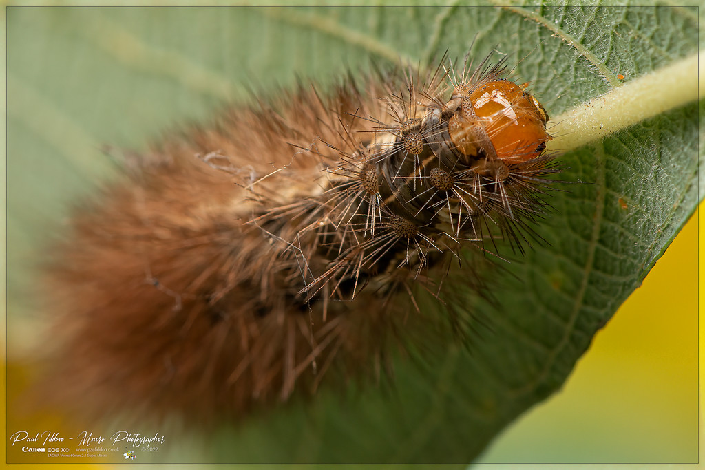 hirsute_4k_1800-XL.jpg