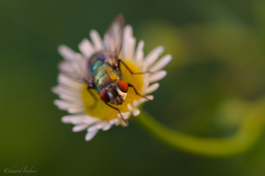 I_spy_with_my_little_eye____by_philosomatographer.jpg