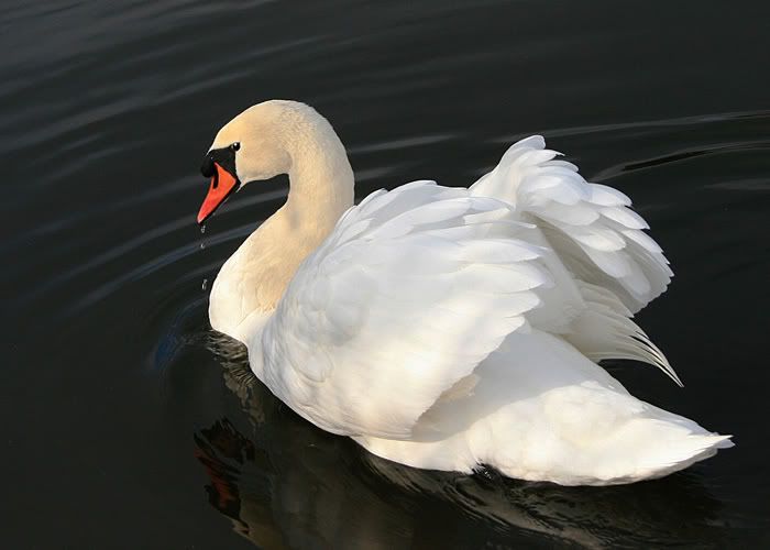 ArrogantSwan700px.jpg
