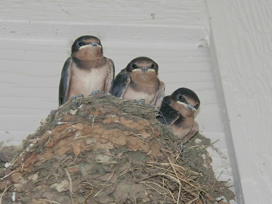 Barn_Swallows_F10635R.jpg