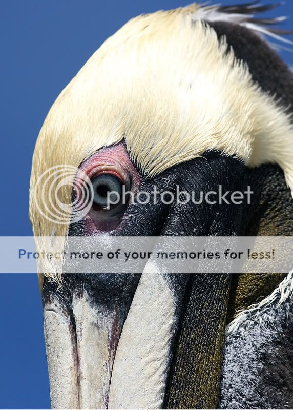 PelicanEye.jpg