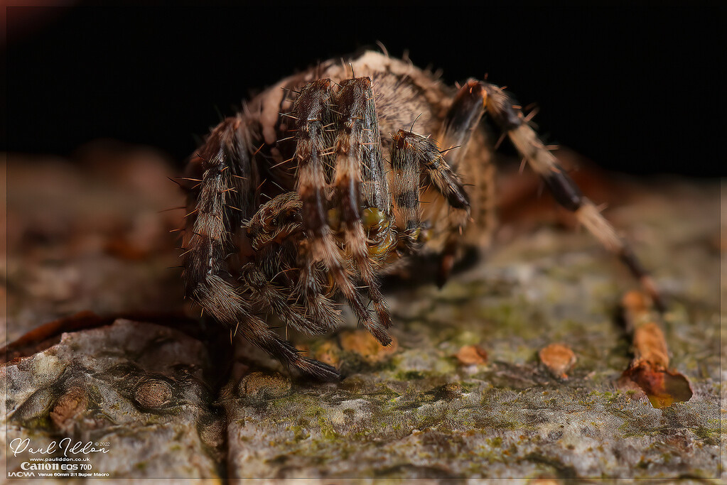 cross_spider_2a_4k-XL.jpg