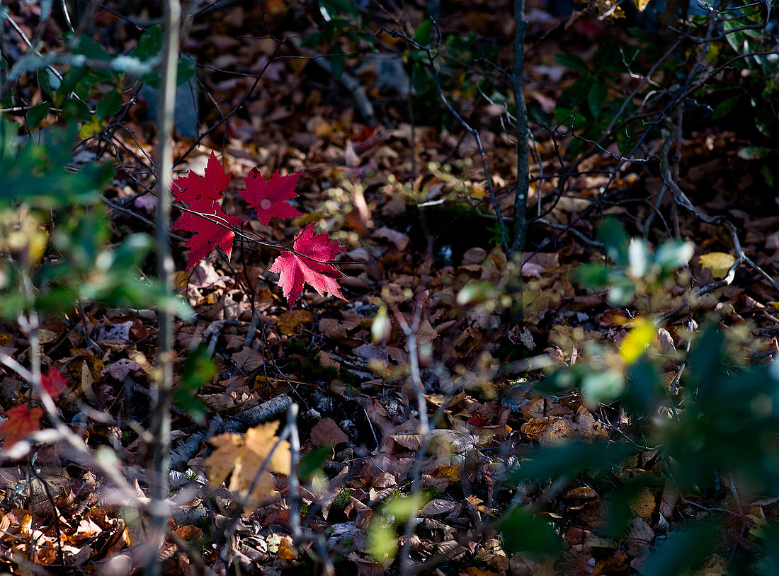 p3209030113-5.jpg