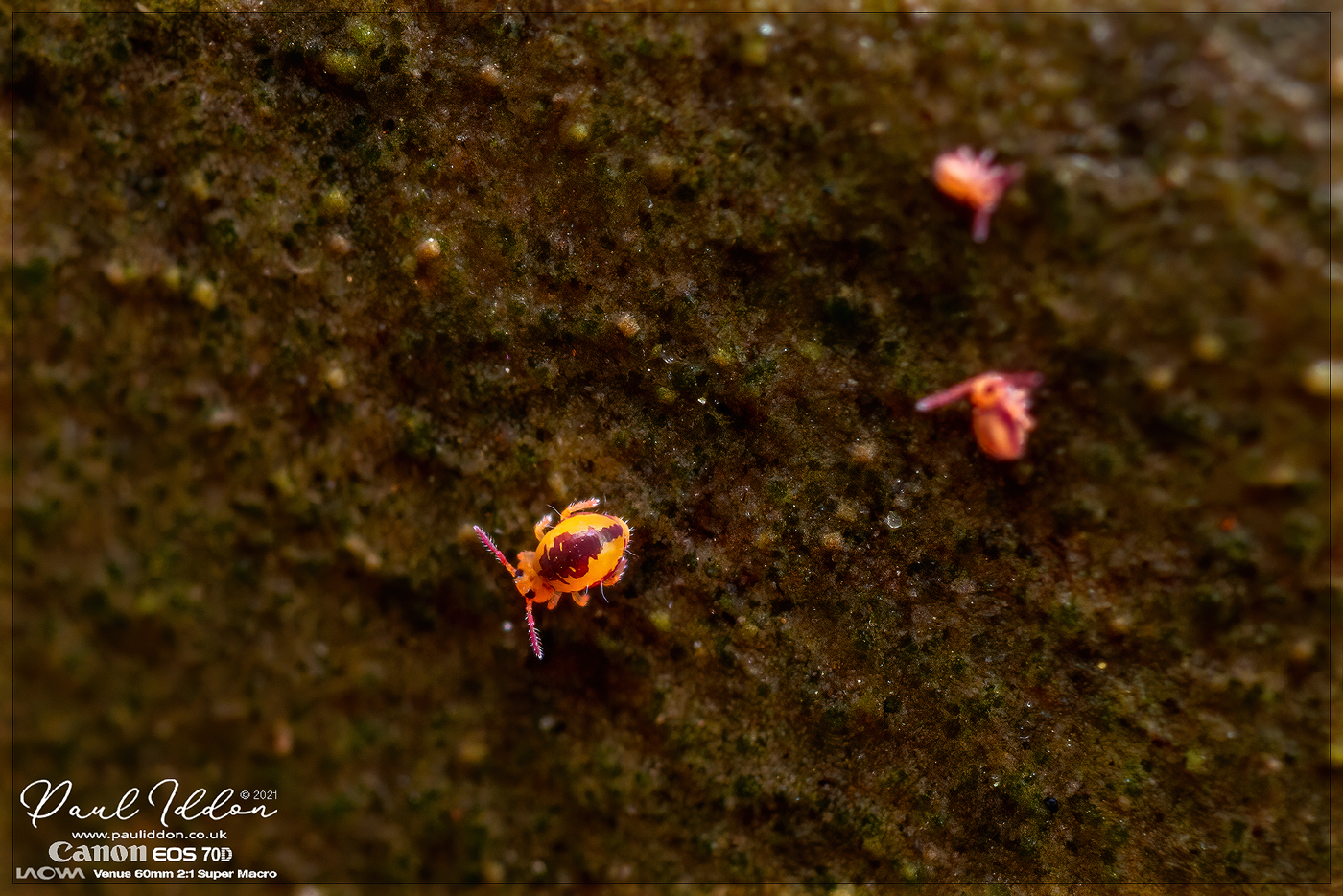 Pondspringtail4_1400.jpg