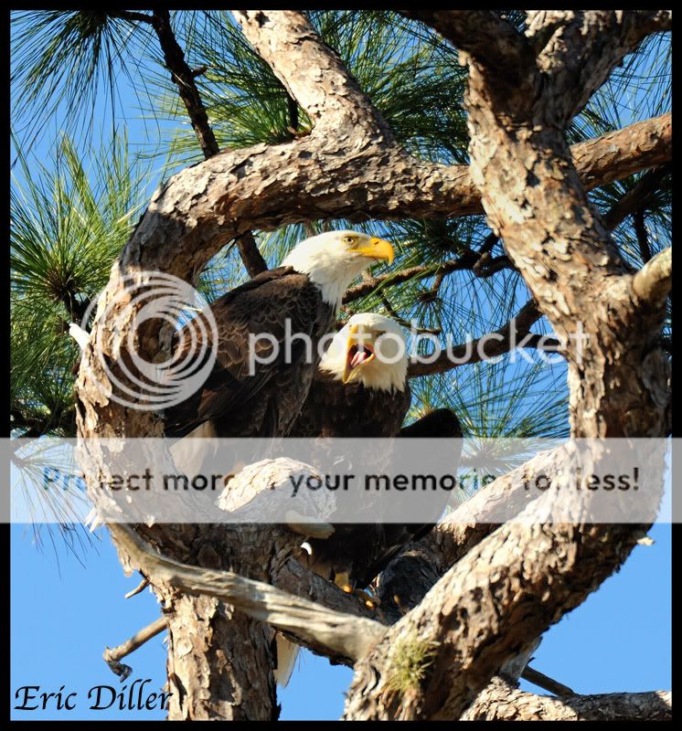 PIC_0972copy.jpg