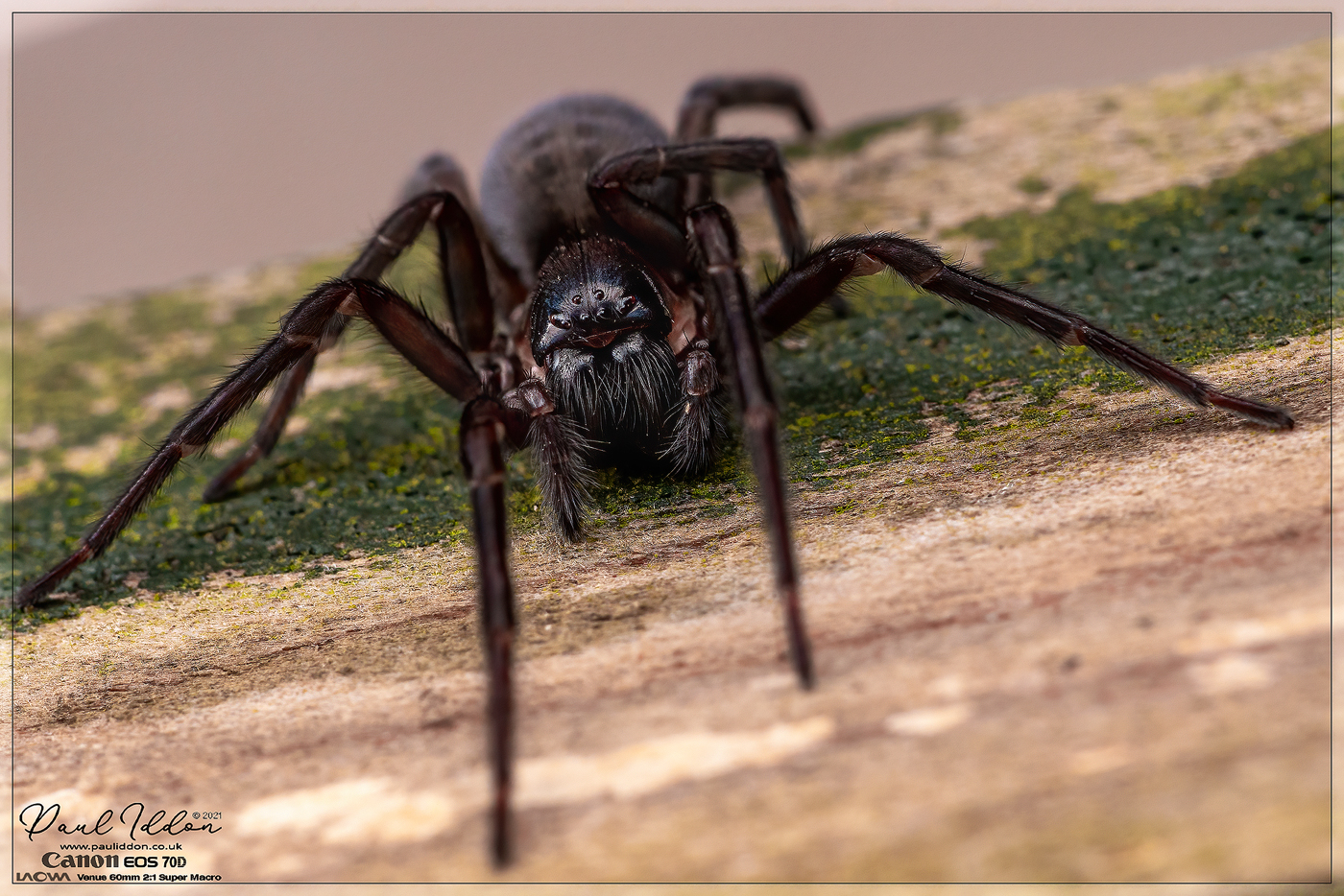 am_spider_01_1400.jpg