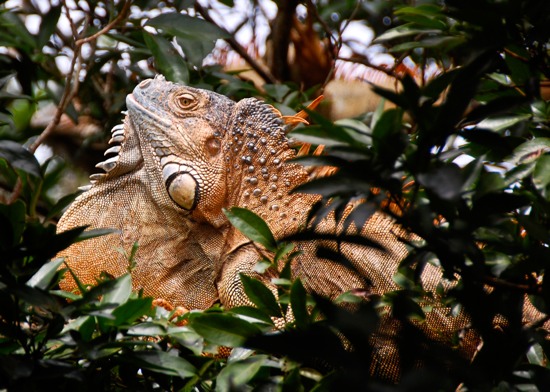 iguana.jpg