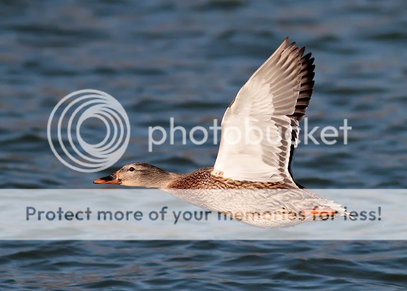 Ultiduck-2.jpg