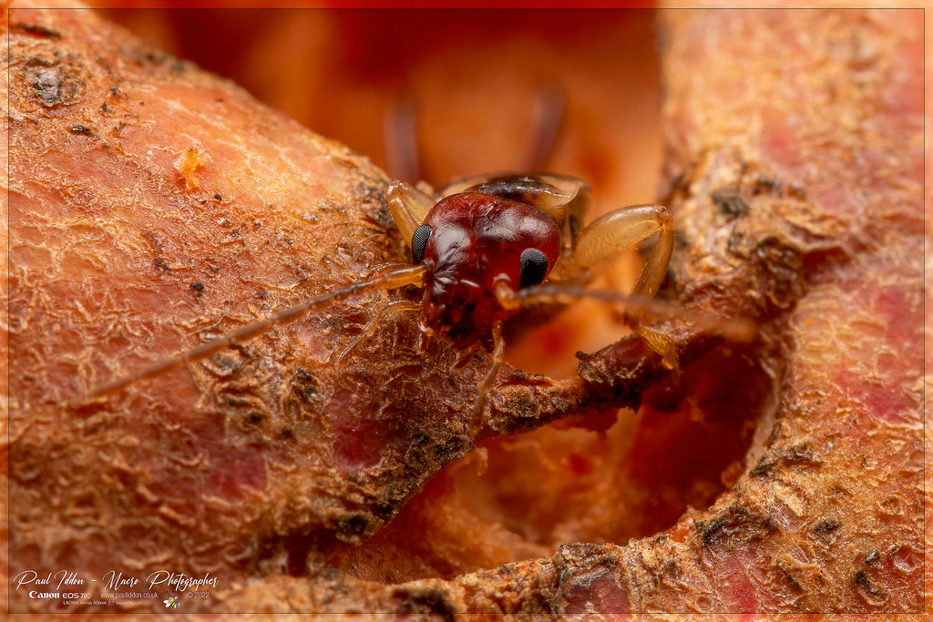 earwig_d_severe_4k_4k-XL.jpg