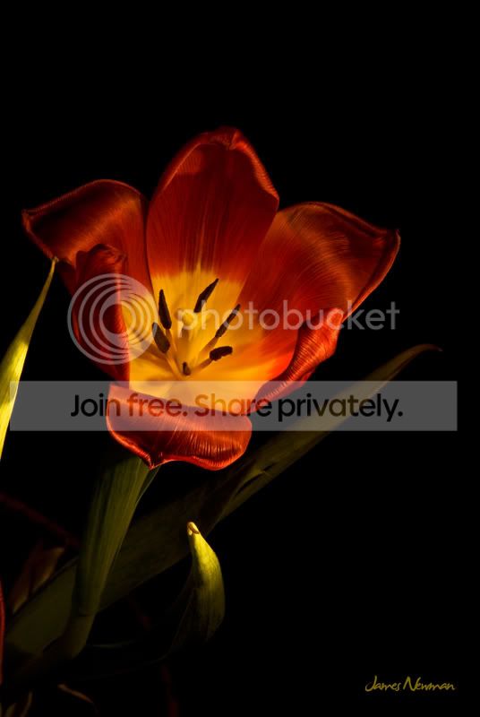 20080218_lightpainttulips_0971.jpg