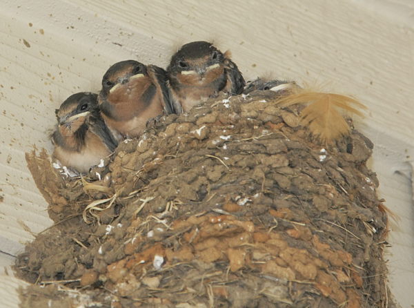Barn_Swallows_F17496B.jpg