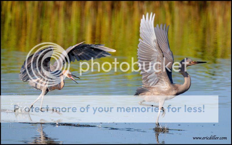 PIC_8825copy.jpg