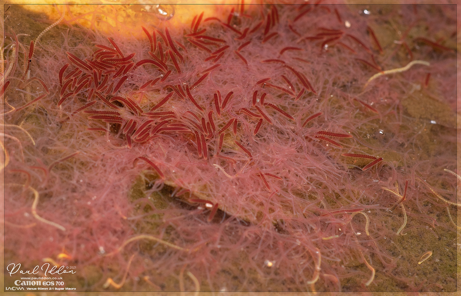 wormsies1_4k_1800-X3.jpg