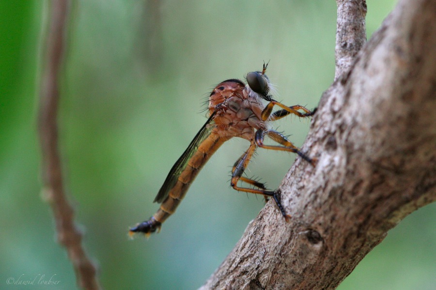 Cranefly_Study_by_philosomatographer.jpg