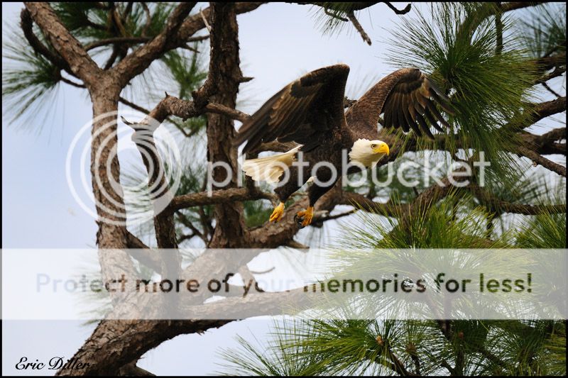 PIC_8130copy.jpg