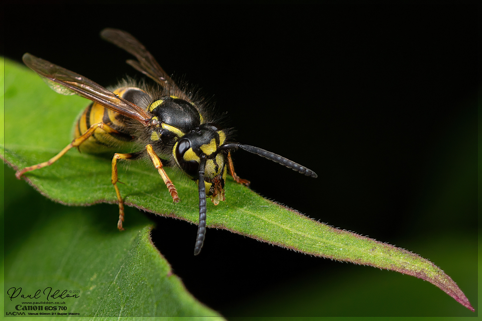 wasp_lyc_01_4k_1800-X3.jpg