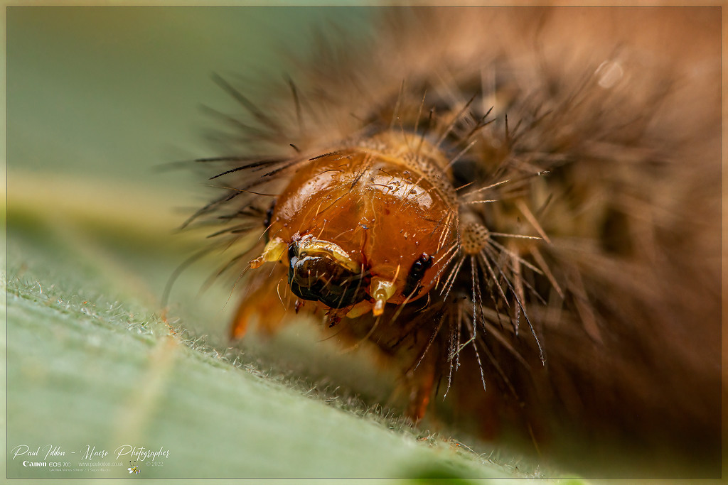 hirsute_c_4k_1800-XL.jpg