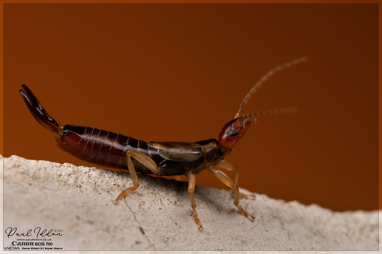 2021earwig_4k-X3.png