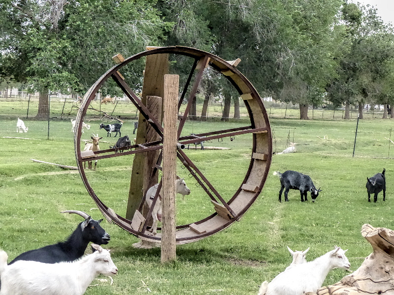 Goats_P04203-01-S800.jpg
