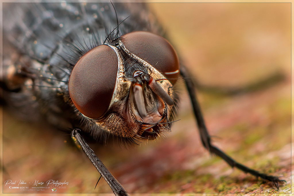 fly_eye_may_a_4k_1800-XL.jpg