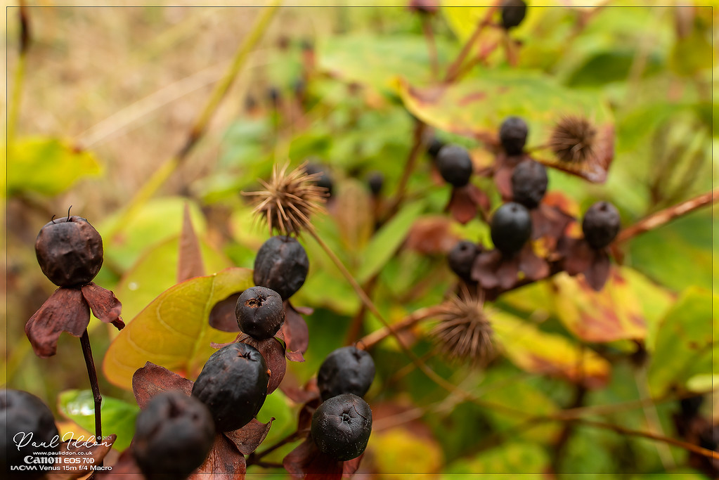 darkberries_4k_1800-XL.jpg
