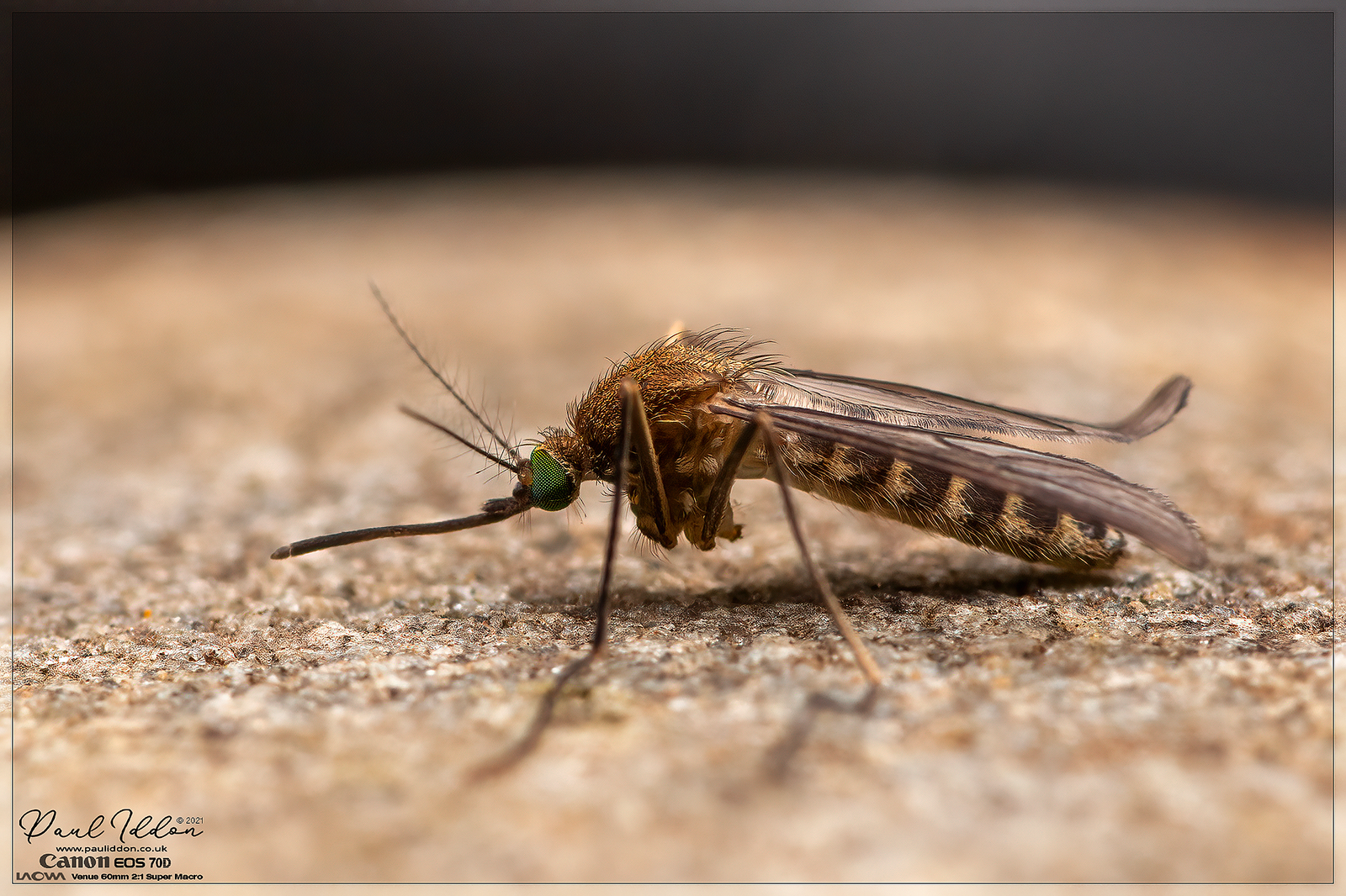 greeneyes1_4k-X3.png