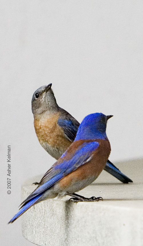 BlueBirdPair_2I.jpg