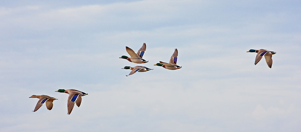 _45R0931_Ducks.jpg