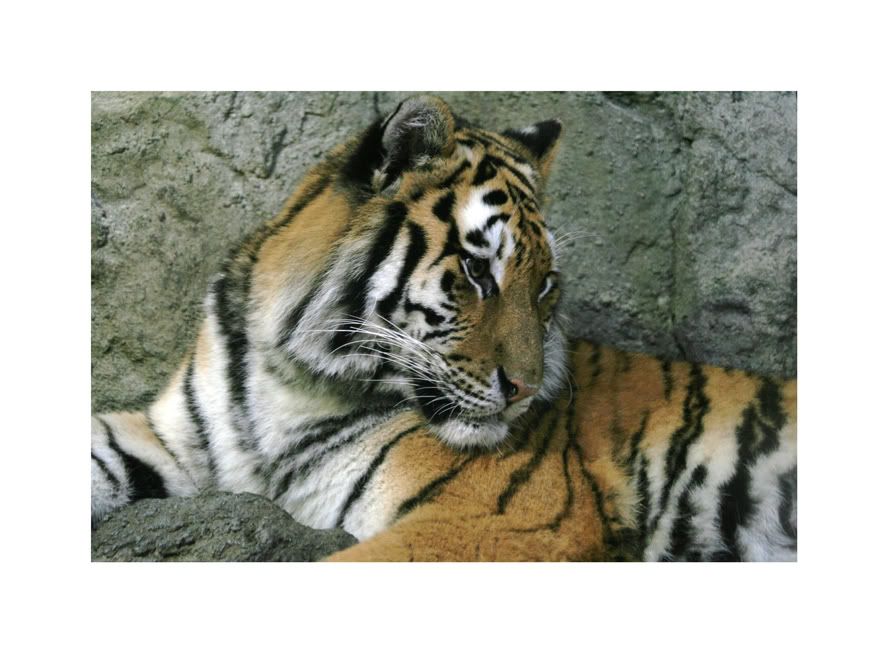 smtiger.jpg
