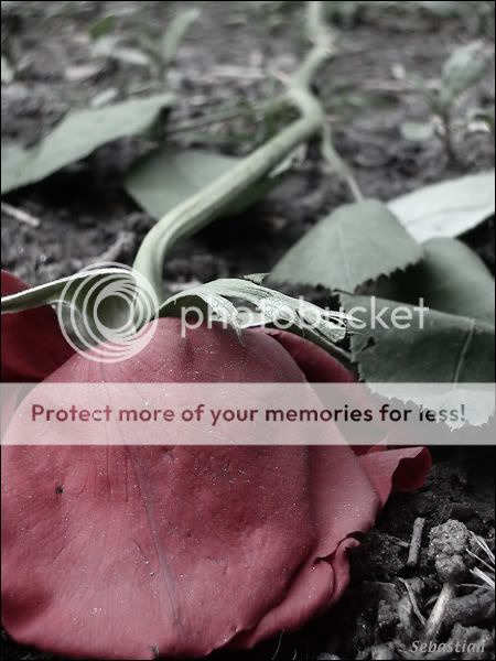 fallen_rose01.jpg