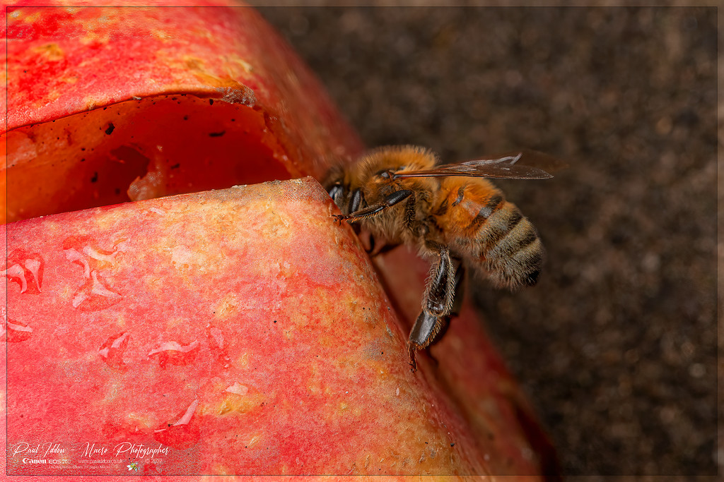 beeapple_a_4k_1800-XL.jpg