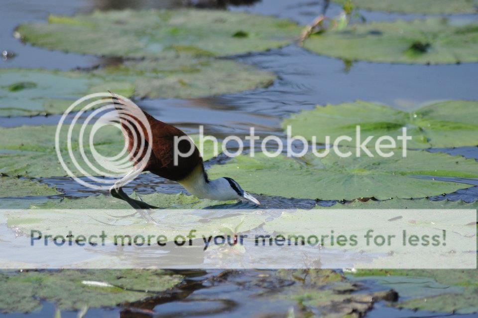 africanjacana.jpg