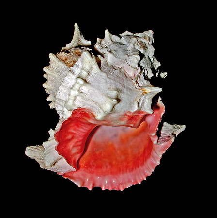 tonybrittonshells%202016-M.jpg