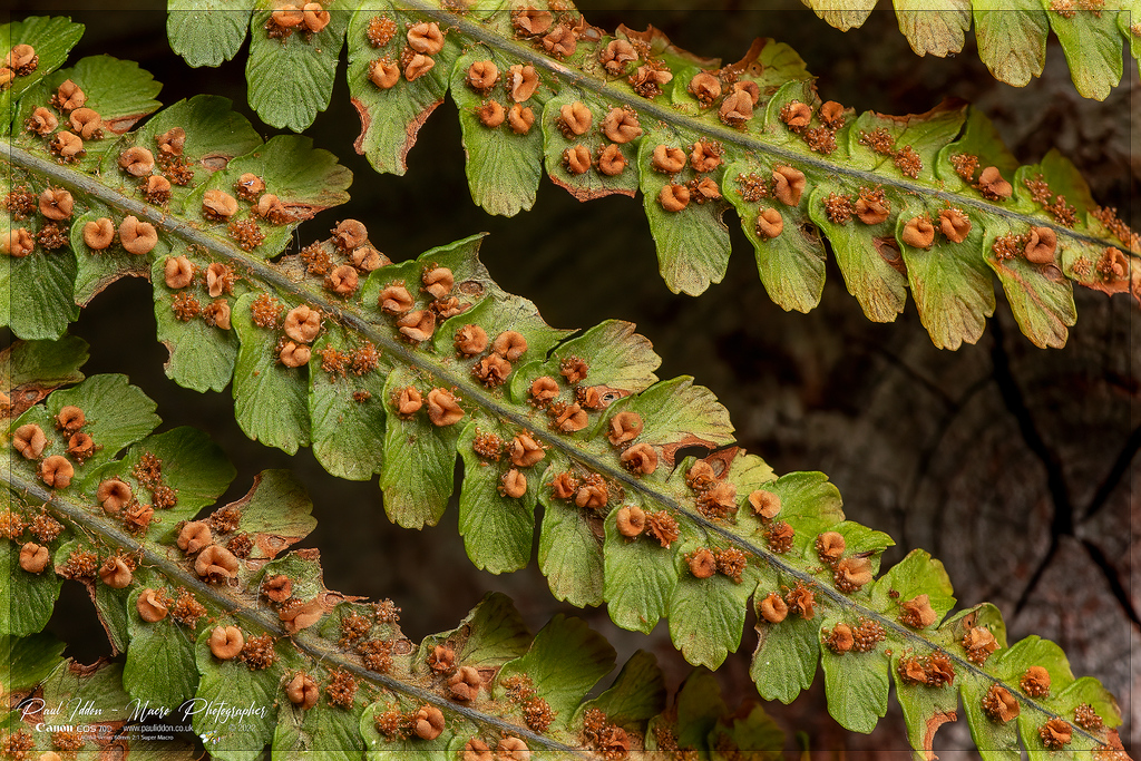 fronds_a_4k_1800-XL.jpg