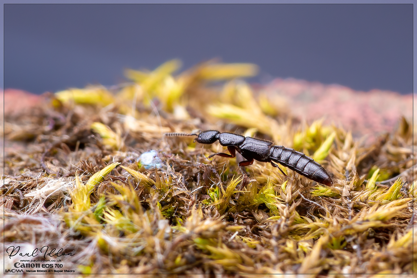 beetle01_4k_1400.jpg