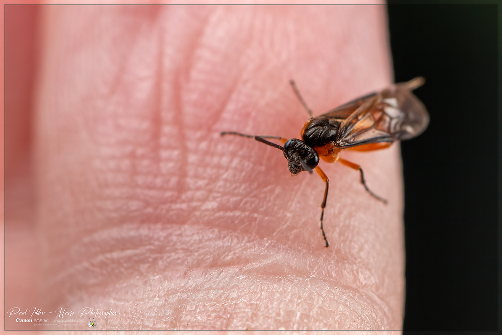 bramble_sawfly_c_4k_1800-XL.jpg