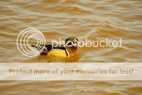 ducknoedit-1.jpg