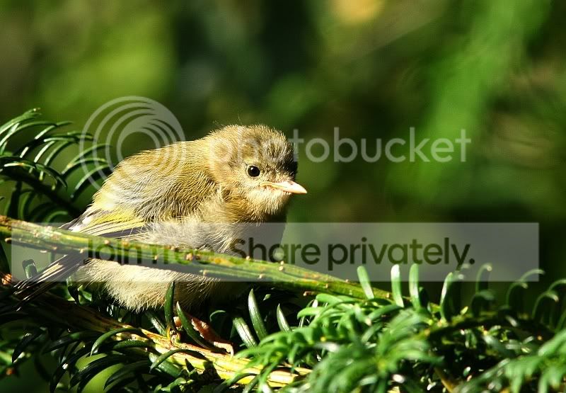 Goldcrest_9w.jpg
